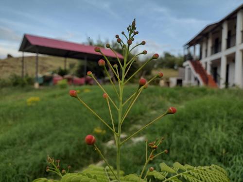 Um jardim no exterior de Cosmos Tatacoa Hotel