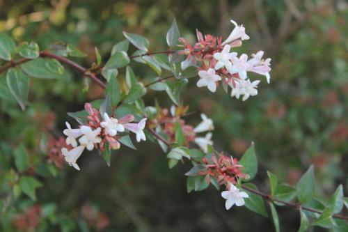 a group of white and red flowers on a tree at Melodias Posada Boutique in Los Reartes