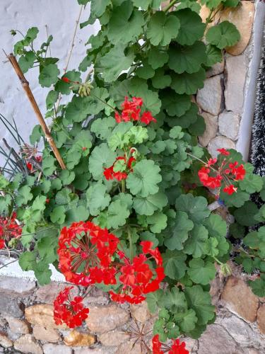 a bunch of red flowers and green plants at Finca Campestre Rancho Alegre in Fusagasuga