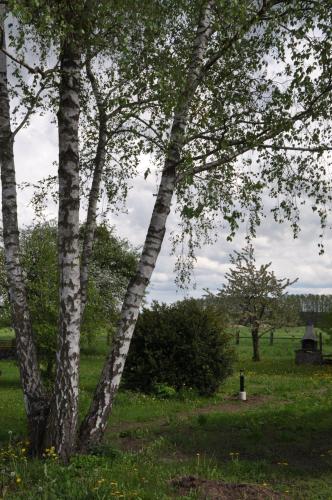 a group of trees in a grassy field at Villa Osterloff in Oderberg