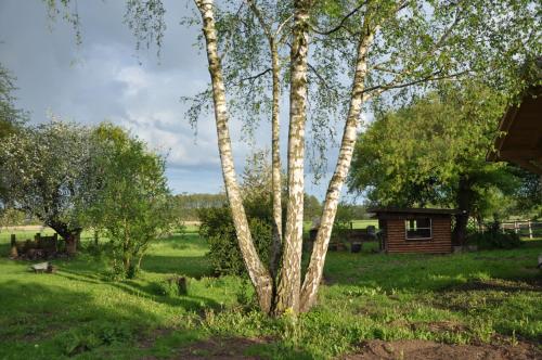 a tree and a cabin in the middle of a field at Villa Osterloff in Oderberg