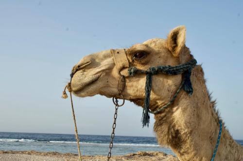 a camel standing on the beach at Radisson Blu Resort El Quseir in Quseir