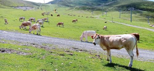 Zvieratá v apartmáne alebo blízkom okolí