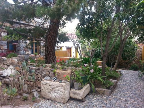 a garden with a bunch of plants and trees at Casa Curtos in Real de Catorce