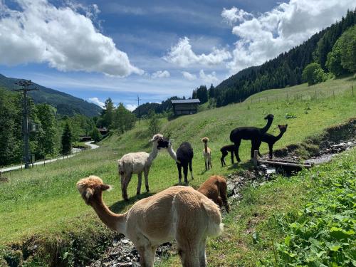 a group of llamas standing on a grassy hill at MyApart Jochberg in Jochberg
