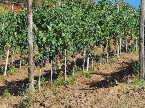 a row of grape vines in a vineyard at Agriturismo Le Terre di Veneré in Acciaroli