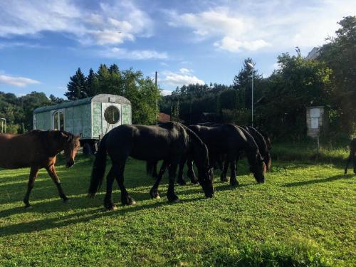 a group of horses walking in a field at Glamping MARINGOTKA - malebný ladův kraj in Stříbrná Skalice