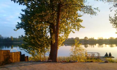 a large tree sitting next to a lake at Ezerkiemis in Trakai