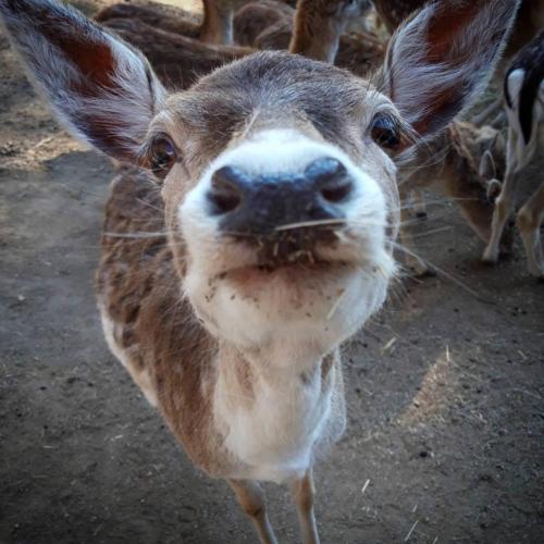 a close up of a giraffe looking at the camera at Aurora Resort & Spa in Berovo