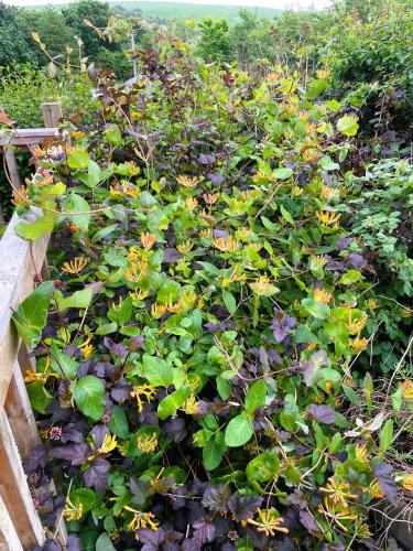 a garden with yellow flowers and green plants at Deveron Valley Cottages in Marnoch