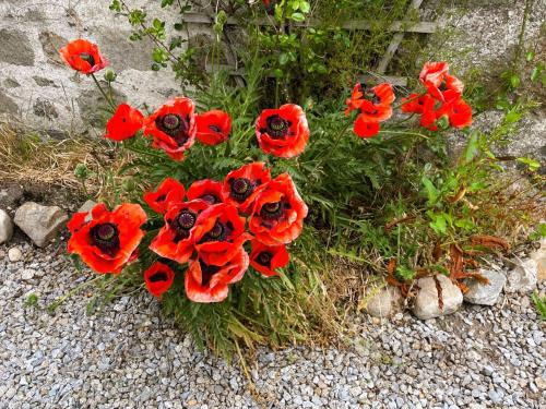 a group of red poppies on the ground at Deveron Valley Cottages in Marnoch