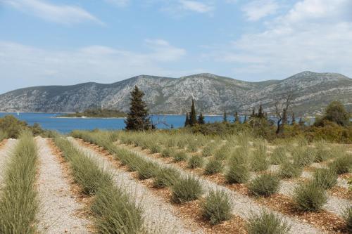 a field of cannabis plants with mountains in the background at Kis Residence - Adults Only in Korčula