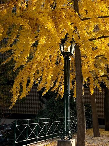 a street light under a tree with yellow leaves at Douro - A Casa do Rafael in Vila Real