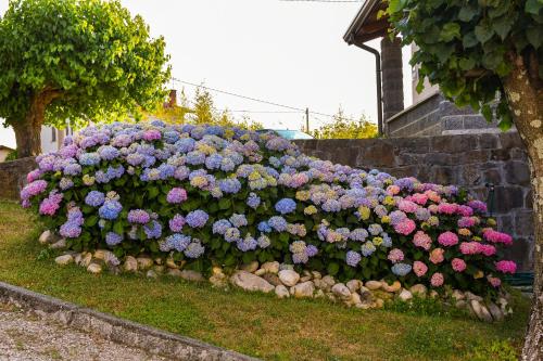 a large bush of flowers on a stone wall at Pri Stari murvi in Vogrsko