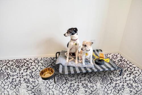 two dogs sitting on a bench in a room at Roomie Apartment Hotel in Auckland