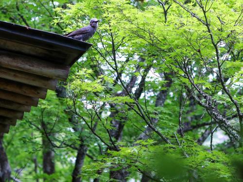 飯田市にある渓谷に佇む隠れ宿 峡泉のギャラリーの写真
