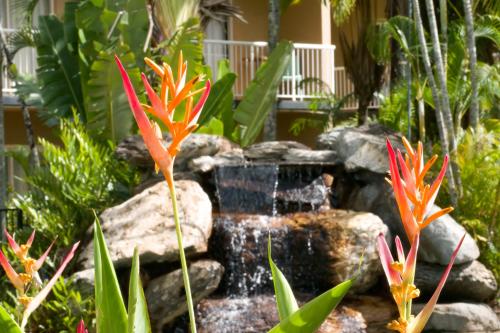 a garden with a fountain and some plants at Hotel Tropiq in Cairns