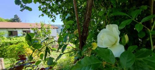 a white flower on a tree with a house in the background at L'Art des Choix in Saint-Jean-de-Pourcharesse