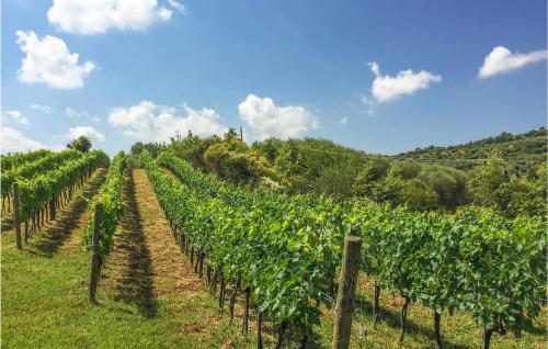 a vineyard with rows of green vines on a hill at 1 Bedroom Cozy Home In Montegiovi in Montegiovi