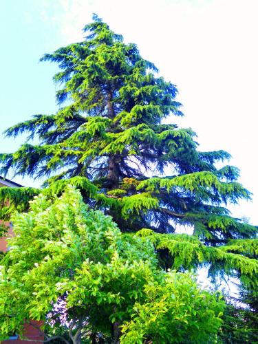 Il Cedro
