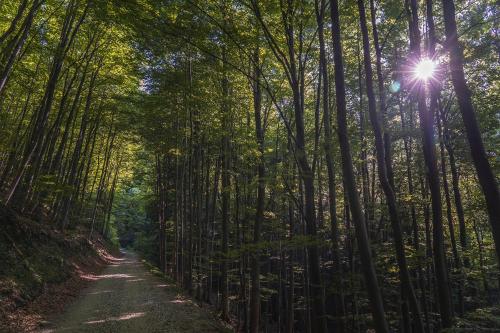 a dirt road through a bamboo forest at Guest House Pohorska Kavarna in Maribor