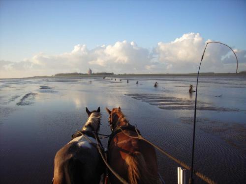 twee paarden op het strand met een hengel bij Residenz Trossenstek in Cuxhaven