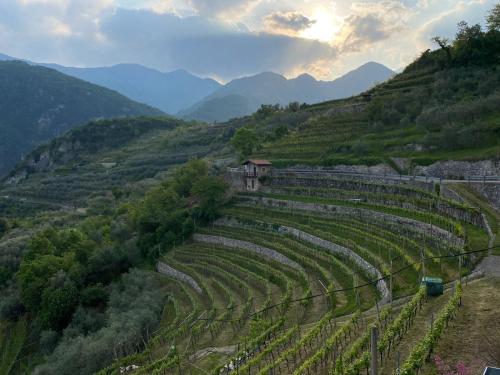 a large terraced field on the side of a mountain at Garda View Apartment in Tenno