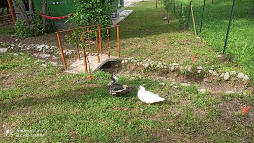 two birds standing in the grass in a garden at Green House in Rijeka