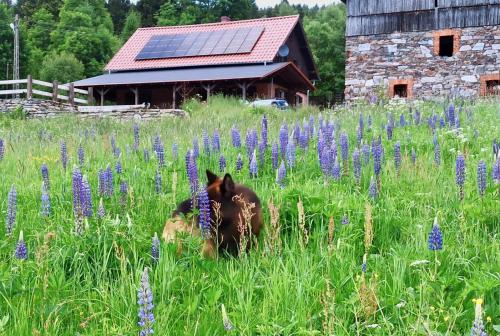 a horse laying in a field of purple flowers at Chata nad Dziką Orlicą z jacuzzi in Poniatów