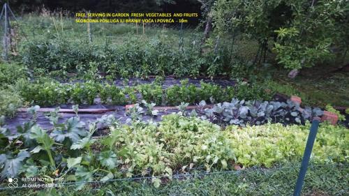 a garden with many different types of plants at Green House in Rijeka