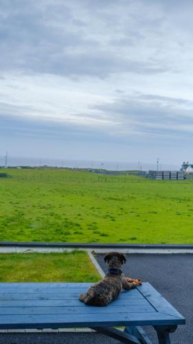 a dog sitting on a bench looking out a window at Horizon View Portstewart Tourist Board approved in Portstewart