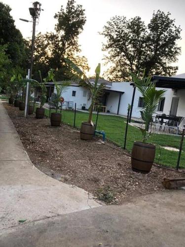 a row of potted plants in a yard at אצל אהרונ'ק Aronek's Place in ‘Amir