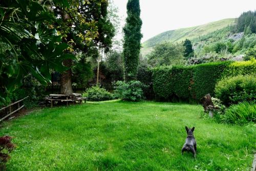 a black dog sitting in the grass in a yard at The Buckley Arms in Dinas Mawddwy