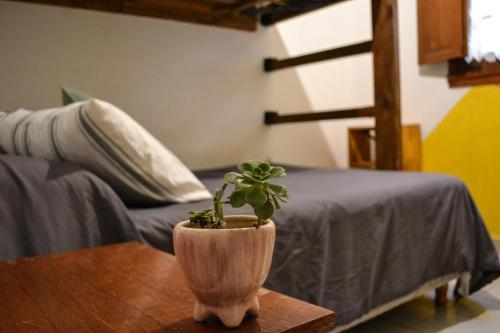 a potted plant sitting on a table next to a bed at Hostel Ruta76 in Sierra de la Ventana