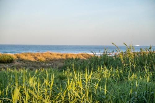 a beach with grass and the ocean in the background at El Cortijo de Zahara by QHotels in Zahara de los Atunes