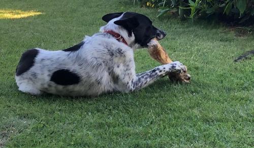 a black and white dog laying in the grass with a toy at Apartments Krista in Seeboden