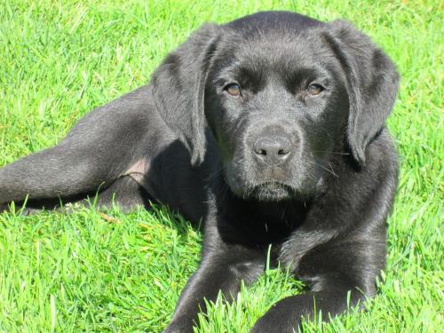 a black labrador retriever laying in the grass at Roing B&B in Hijken