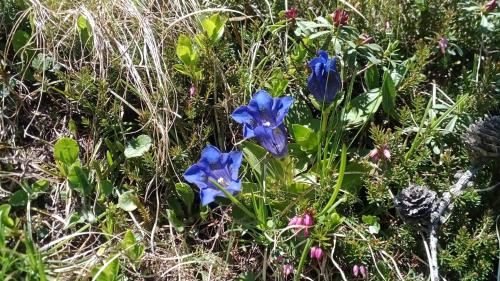 a group of blue flowers in the grass at B&B Chalet Brigitte Hike & Bike in Arabba