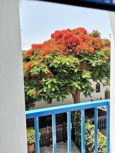 a tree with red flowers in front of a building at Maspalomas Casa La Loba in Maspalomas
