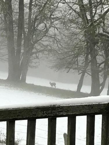 a wolf walking down a path in the snow at Maison chaleureuse à Vaucluse avec jardin spacieux 84 m² in Vaucluse