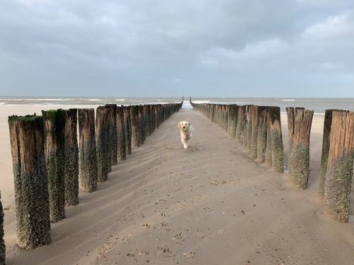 a dog walking on the beach next to a pier at Luxe Chalet Jara JS17 Oostkapelle in Oostkapelle