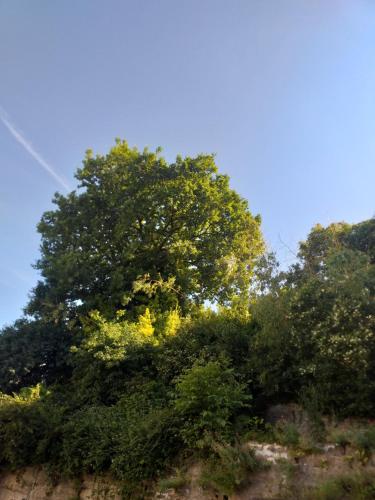 a large tree on top of a hill at Studio calme et verdoyant in Quimper