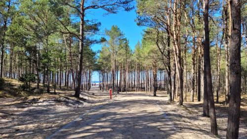 a dirt road through a forest with trees at Apartament Sasinowe Zacisze in Sasino