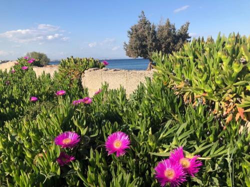a field of flowers with the beach in the background at Artemis House in Artemida
