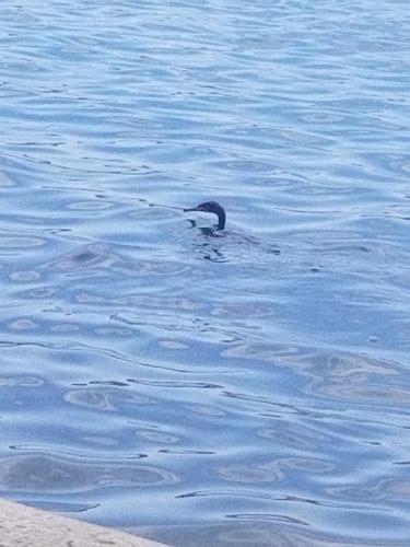 a bird swimming in a body of water at Primavera in Omišalj