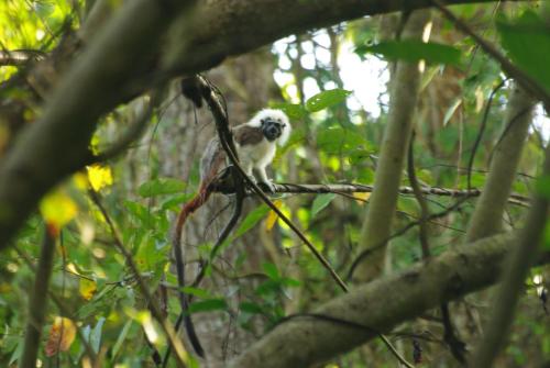 a small bird sitting on a tree branch at Zirumake Hostel Dentro del Parque Tayrona in El Zaino