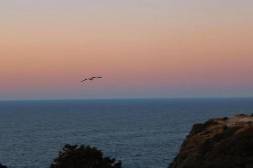a bird flying in the sky over the ocean at Sudoeste Guest House in Odeceixe