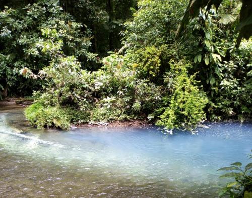 a pool of blue water next to a forest at Cabinas El Pilón Río Celeste in San Rafael