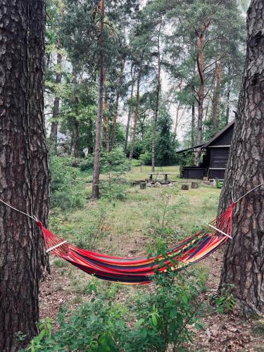 a hammock hanging between two trees in a forest at Ranczo Wilkowyja in Wilkowyja