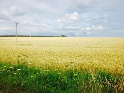a field of grass with a pole in the middle of it at Beach House Walk - Crail - Home from Home in Crail